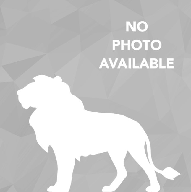 no photo available